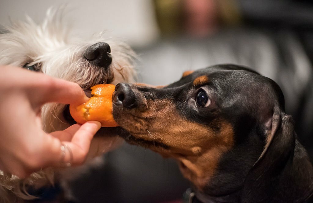 Can Dogs Eat Mandarins