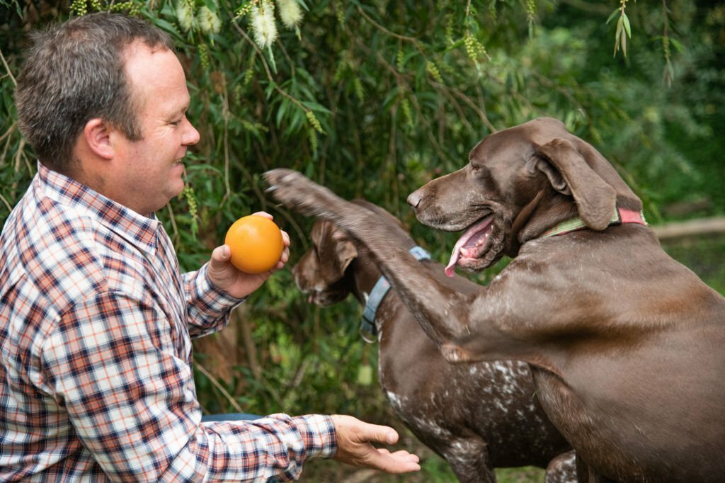 Can Dogs Eat Mandarins