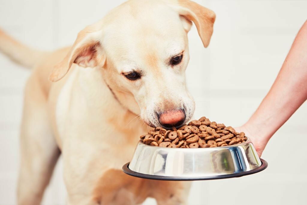 Can Dogs Eat chickpeas