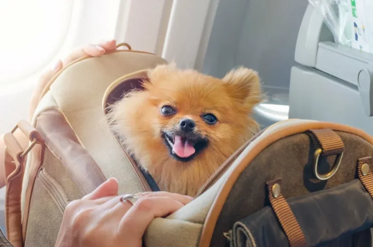 Top 5 Benefits of Boarding Your Dog While You Travel
