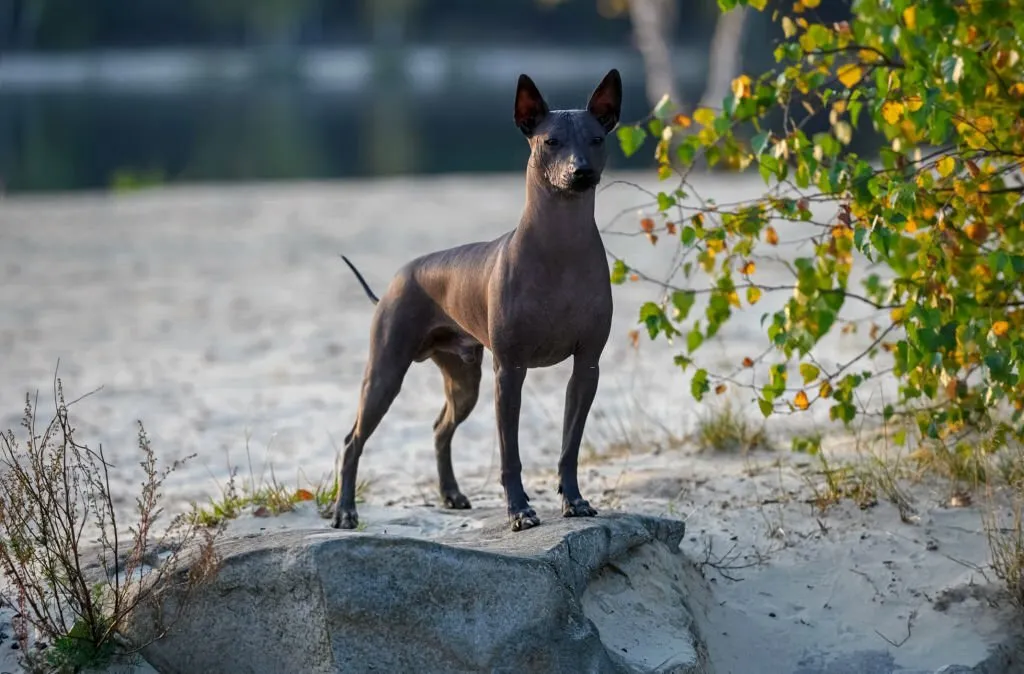 Xoloitzcuintli Puppies for Sale