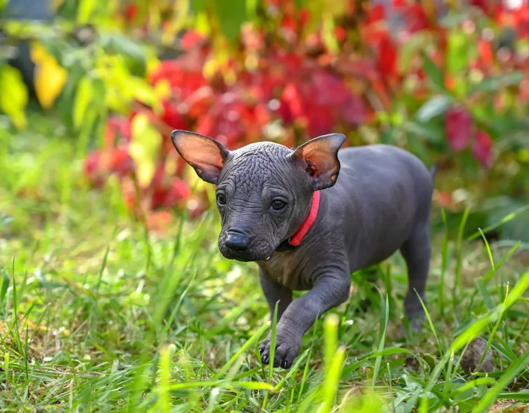 Xoloitzcuintli Puppies for Sale – What You Need to Know Before Making a Purchase