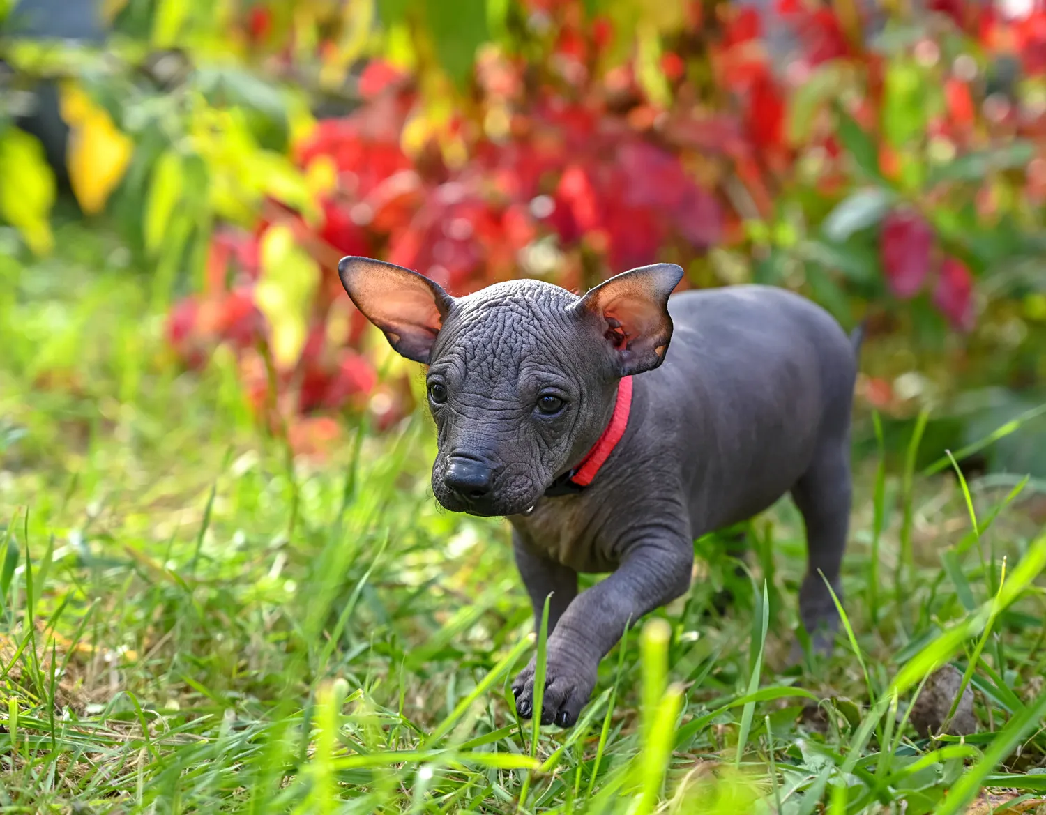 Xoloitzcuintli Puppies for Sale