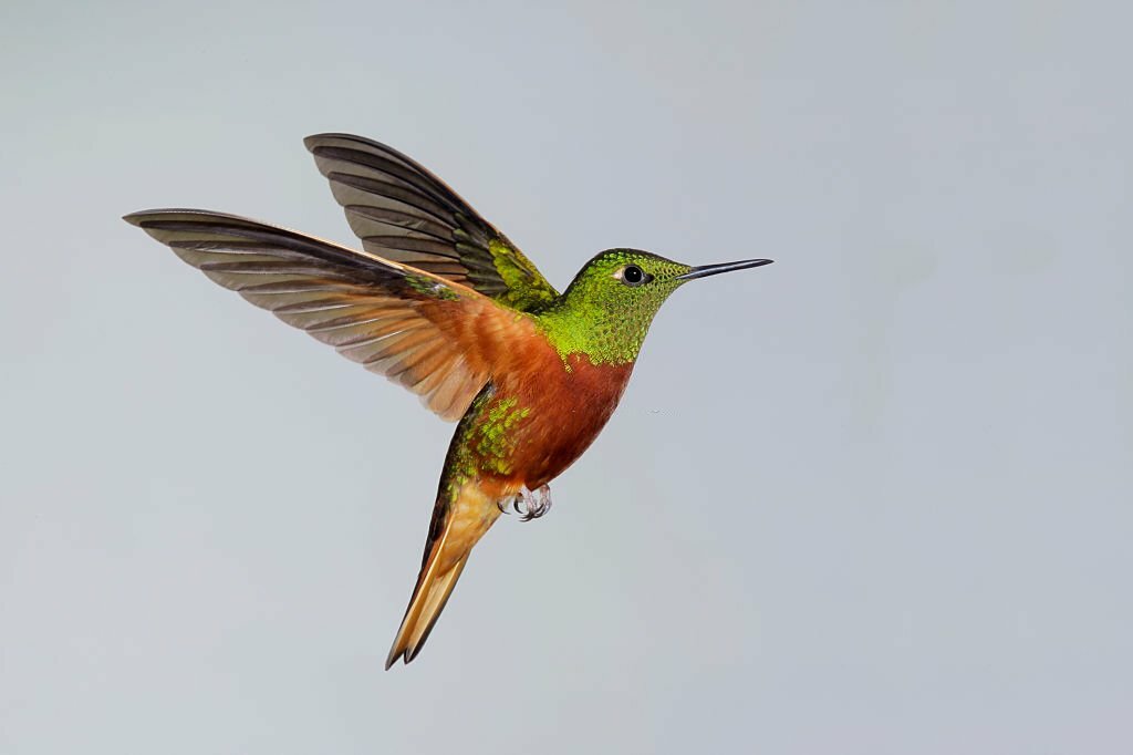 Hampshire Going Birding