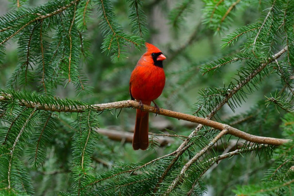 Sussex Bird Sightings 2023