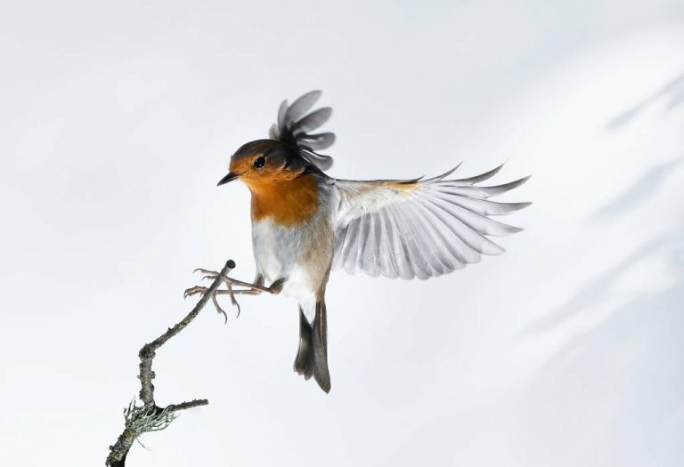 Sussex Bird Sightings 2023: A Guide to the Best Spots