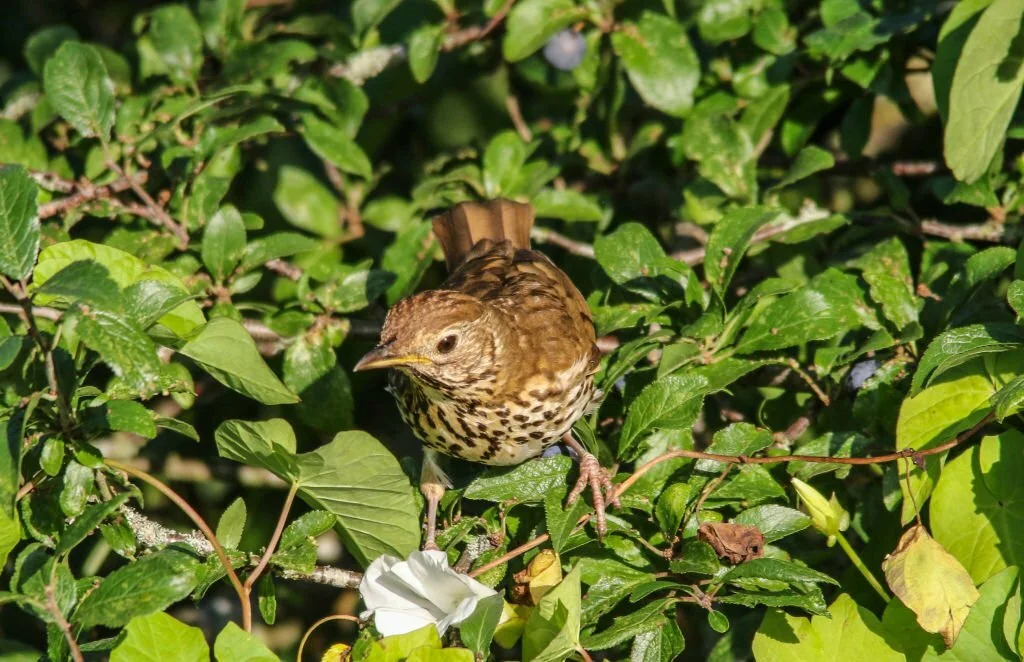 bird sightings Hampshire