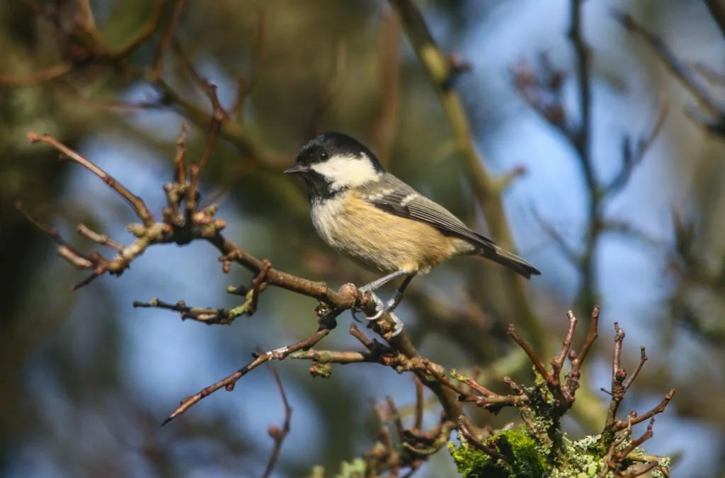 bird sightings Hampshire