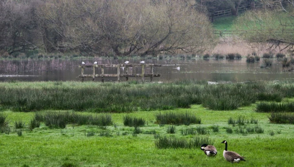 bird sightings Hampshire