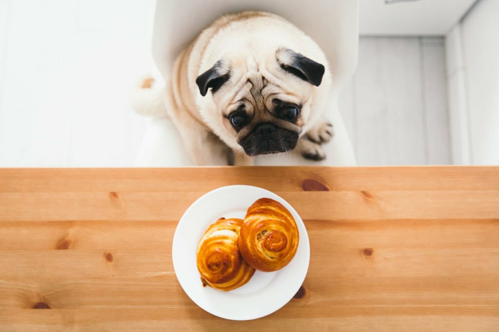 Can Dogs Eat Cinnamon Rolls