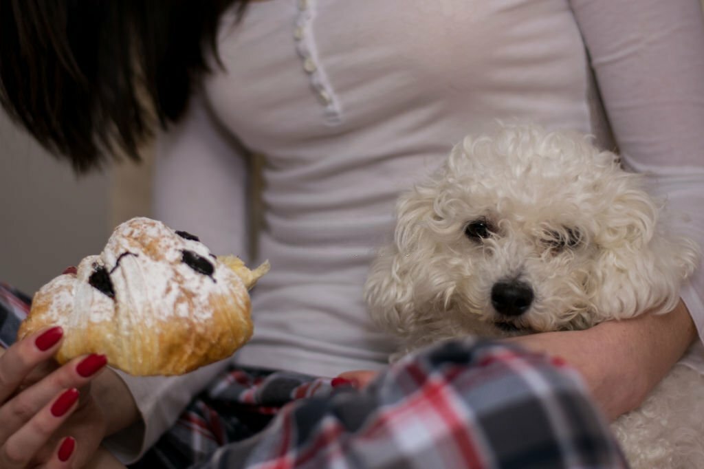 Can Dogs Eat Cinnamon Rolls