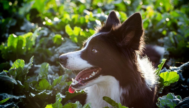 Can Dogs Eat Mulberries? The Complete Guide to the Benefits, Risks, and Safe Feeding Tips