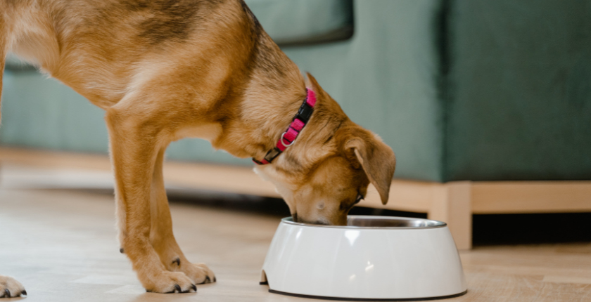 Can Dogs Eat Cat Treats