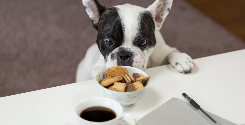 Can Dogs Eat Animal Crackers