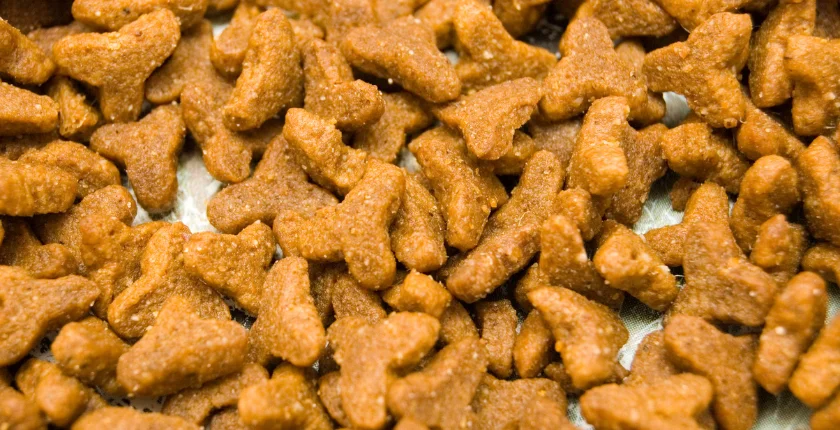 Can Dogs Eat Cat Treats