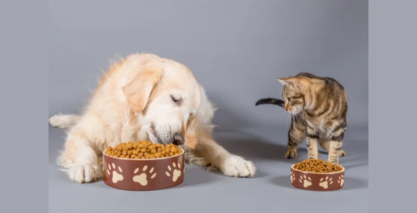 Can Dogs Eat Cat Treats