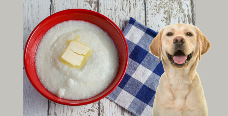 Can Dogs Eat Grits? The Complete Guide to the Benefits, Risks, and Safe Feeding Tips