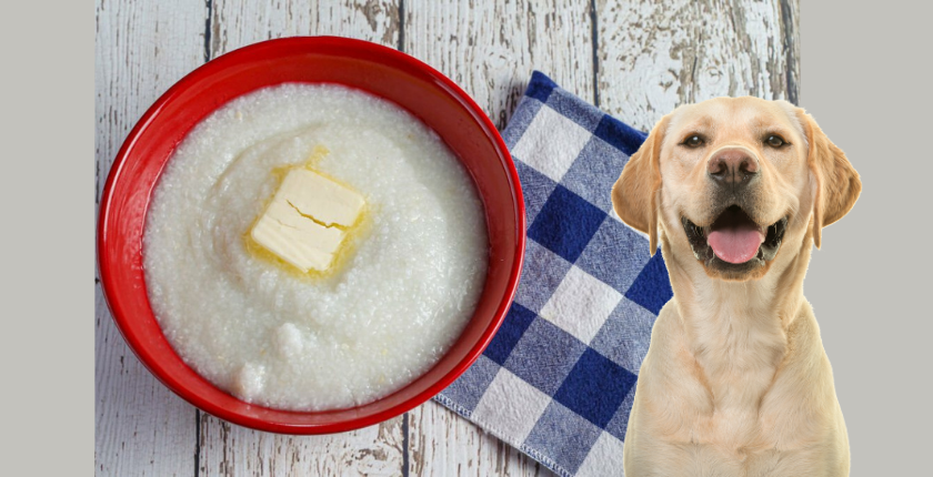 Can Dogs Eat Grits