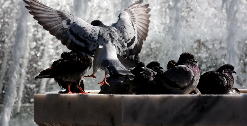 Solar Bird Bath Fountain