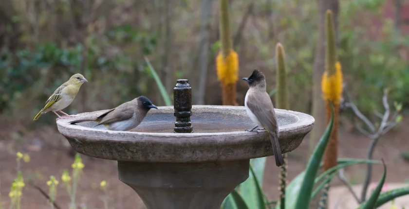 Solar Bird Bath Fountain