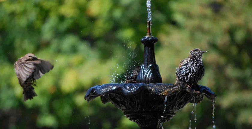 Solar Bird Bath Fountain