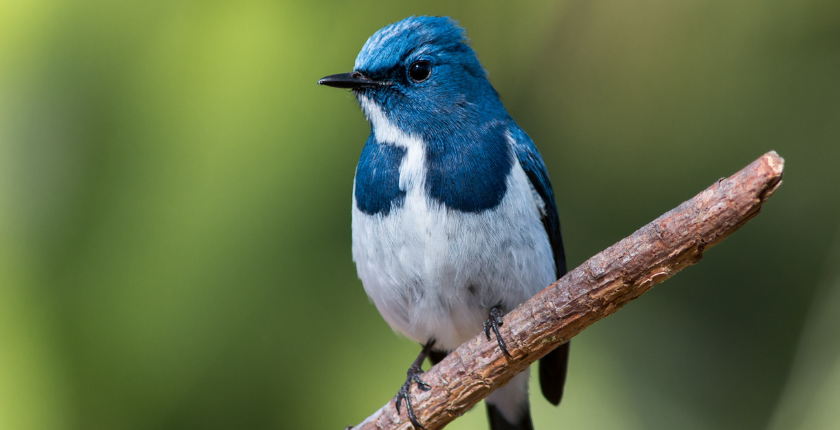 bird sightings Hampshire