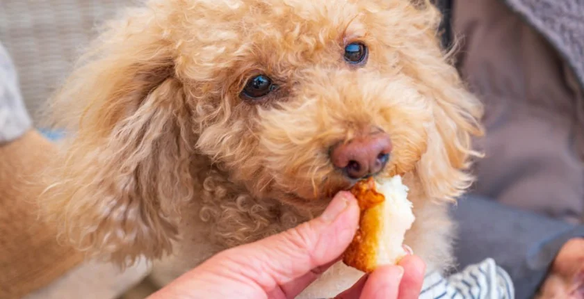 Can Dogs Eat chicken nuggets