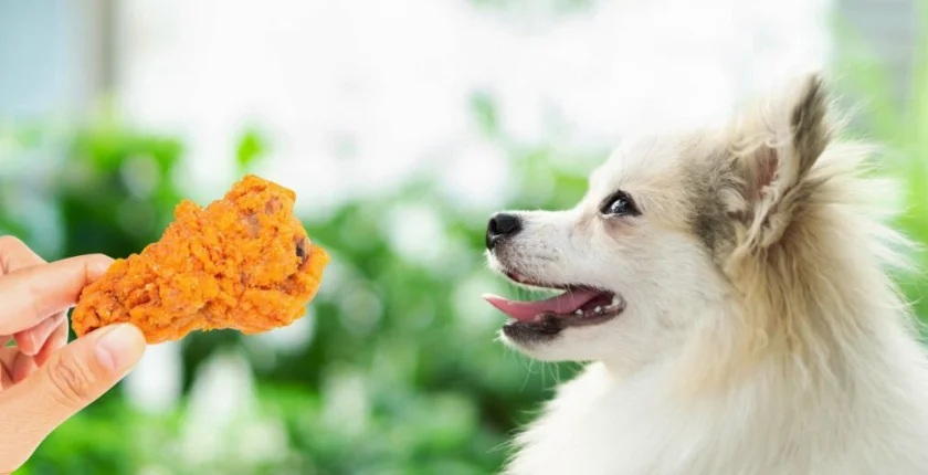 Can Dogs Eat chicken nuggets