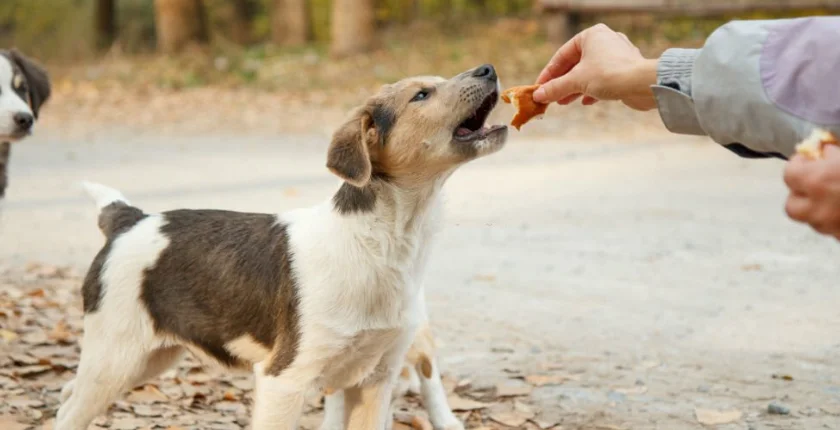 Can Dogs Eat chicken nuggets