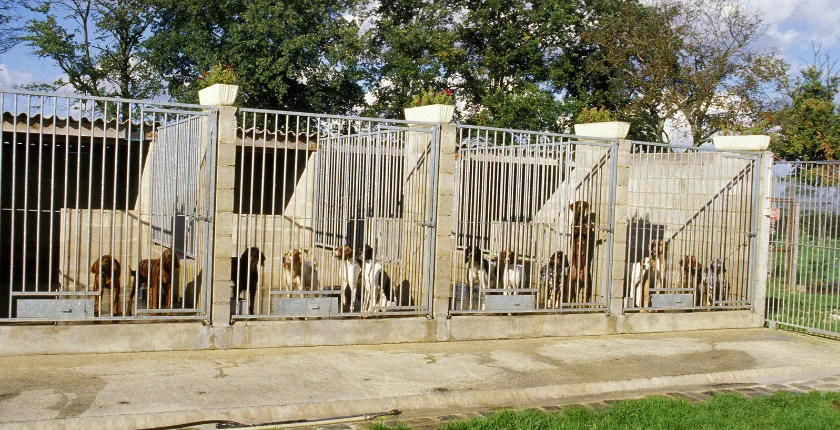 Retriever Dog Kennel