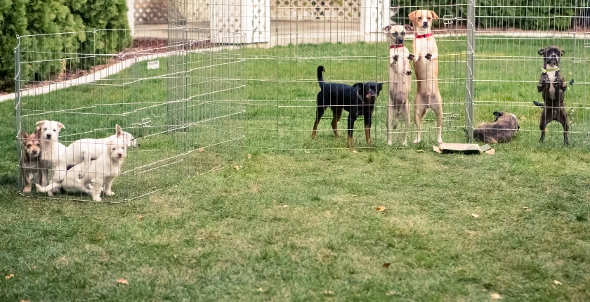 Retriever Dog Kennel