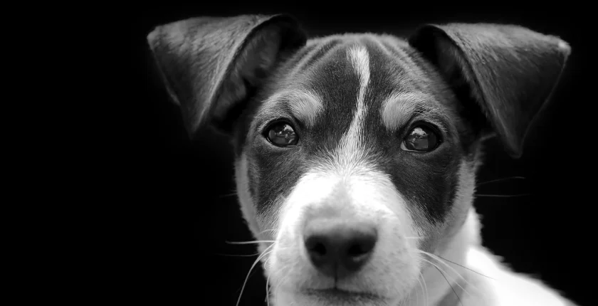 Black Jack Russell Terrier