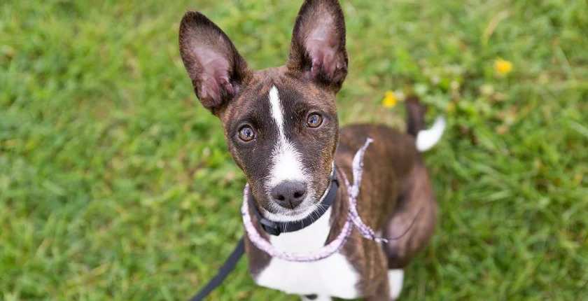 Black Jack Russell Terrier