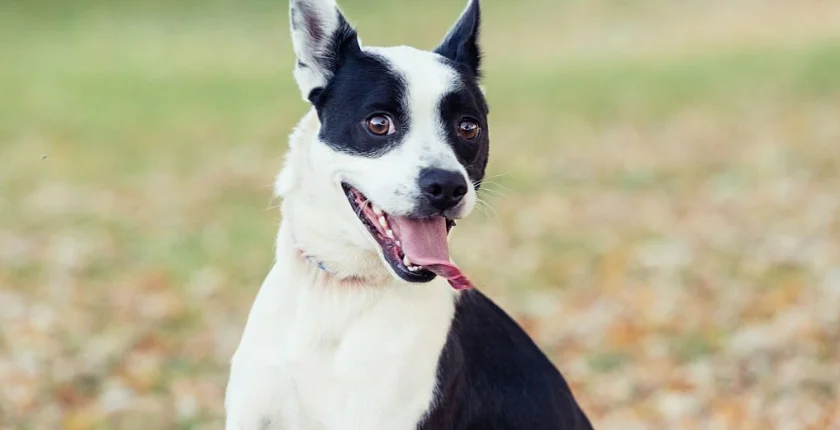 Black Jack Russell Terrier