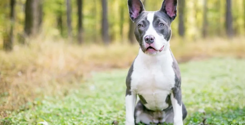 Black Jack Russell Terrier