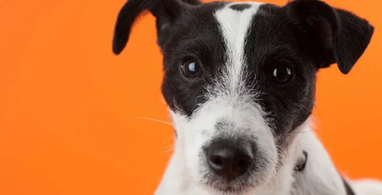 Black Jack Russell Terrier: Breed Profile, Characteristics, and Care
