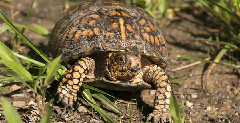 Can a Box Turtle Swim