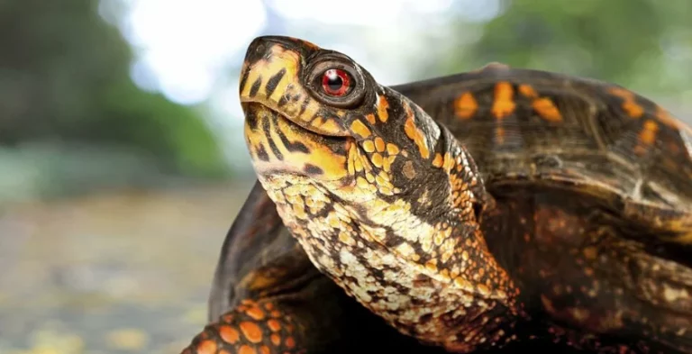 Can a Box Turtle Swim? Everything You Need to Know