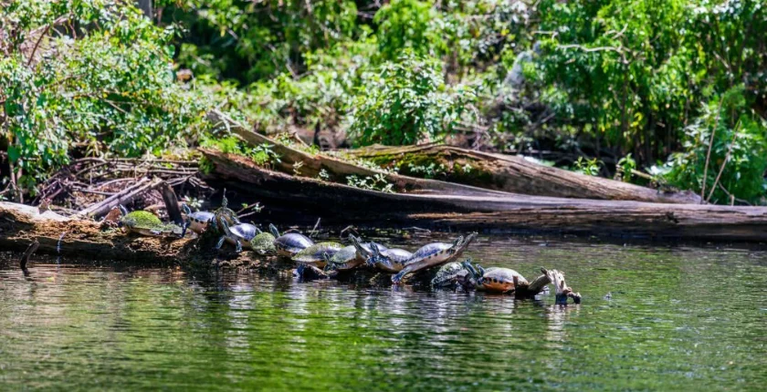 Can a Box Turtle Swim