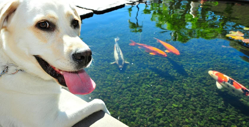 Can Dogs Eat Goldfish