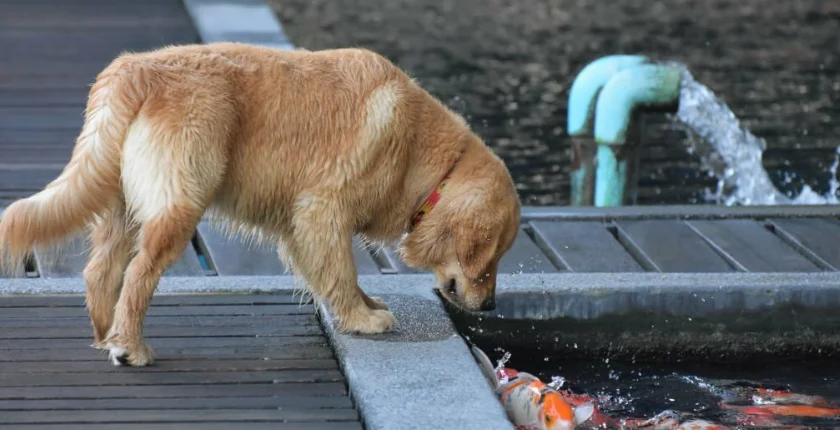 Can Dogs Eat Goldfish