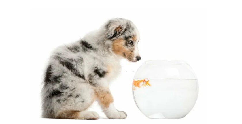 Can Dogs Eat Goldfish