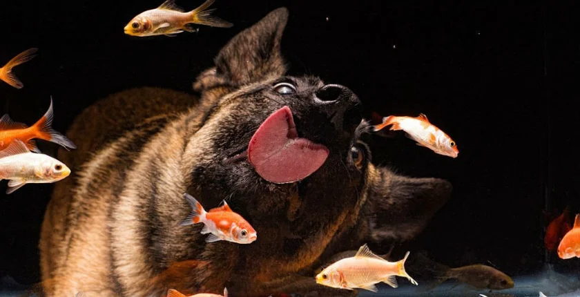 Can Dogs Eat Goldfish