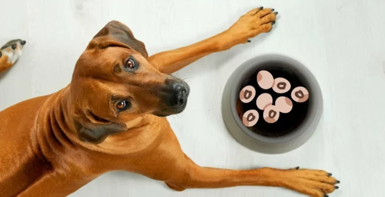 Can Dogs Eat Black Eyed Peas? The Complete Guide to the Benefits, Risks, and Safe Feeding Tips