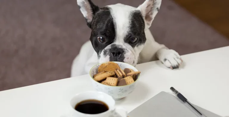 Can Dogs Eat Ritz Crackers? The Complete Guide to the Benefits, Risks, and Safe Feeding Tips