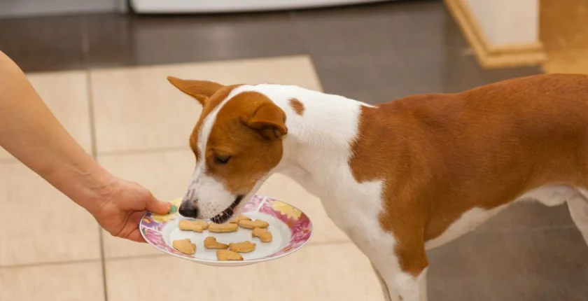 Can Dogs Eat Ritz Crackers