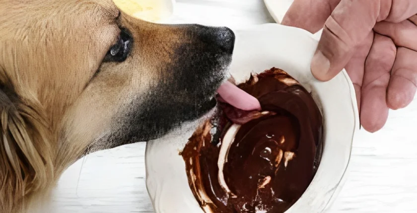 Can Dogs Eat Nutella