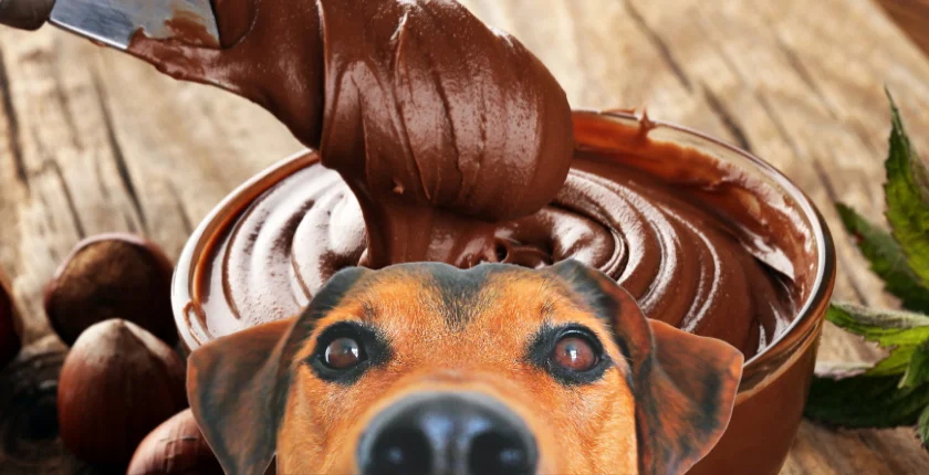 Can Dogs Eat Nutella