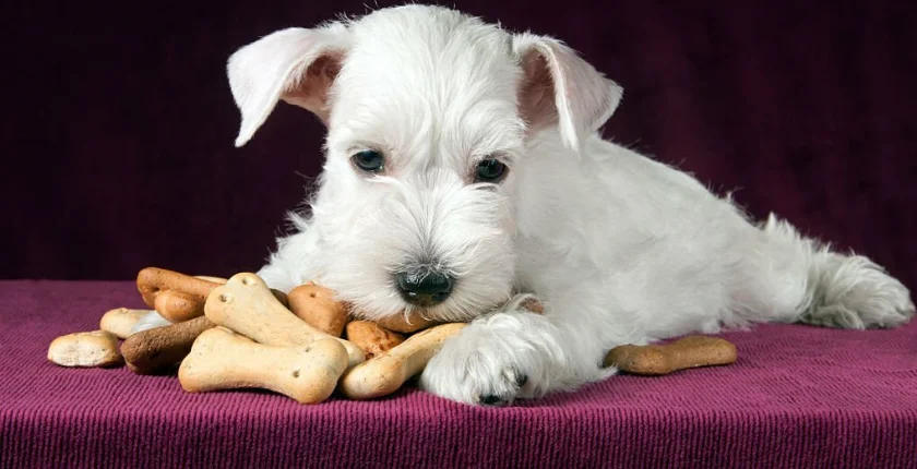 Can Dogs Eat Saltine Crackers