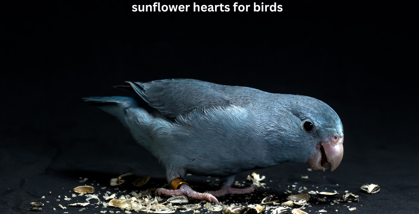 Sunflower Hearts for Birds